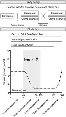 Accuracy of continuous glucose monitoring during exercise-related hypoglycemia in individuals with type 1 diabetes